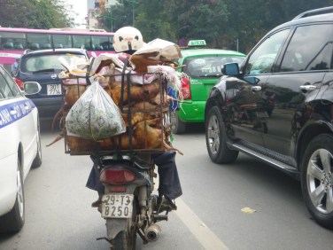 Dogs ready to be eaten